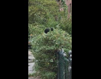 Black chicken at top of the green fence along the street 