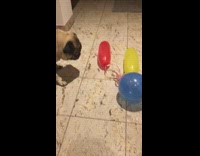 Pug dog barks at balloons on floor