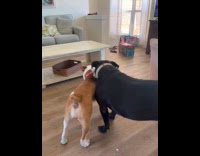 Two dogs pull fight over rope toy