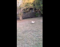 Dog bites toy runs around the yard