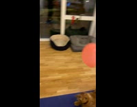 Golden retriever dog plays with pink balloon