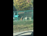 Dogs at daycare doesnt want woman to leave