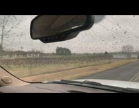 Car drive through large swarm of birds