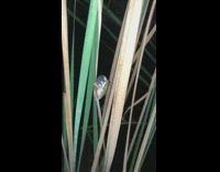 Small frog makes high pitched croaking noise