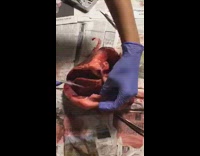 Time lapse student cut open cow heart