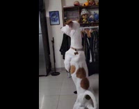 Dog stands and looks at the door
