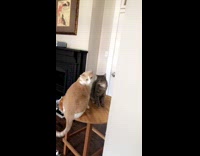 Two suspicious cats hug and table falls