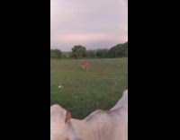 Guy pets white cow looks at rainbow 