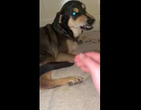 Dog on time out after chewing remote