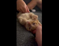 2 month old kitty enjoys belly rub