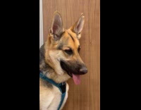 Sedated dog gets gassy and farts