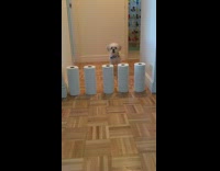 Small white dog jumps over paper towels