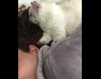 White cat cuddles in hair 