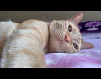 Striped orange cat lounges on bed 