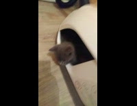 Four kittens stay in the vacuum cleaner