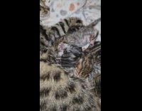 Newborn Kittens Fight for Nipple to Lactate