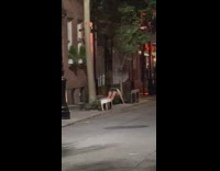 Person in pushup position at night doing workout on sidewalk