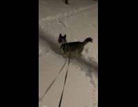Dog plays with snow and with owner