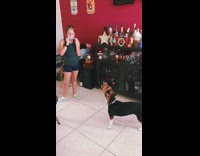 Beagle dog howls along to harmonica 