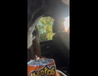 Dog likes cheetos puts head inside bag