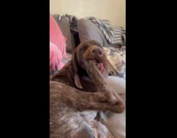 Dog munching on right hind paw 