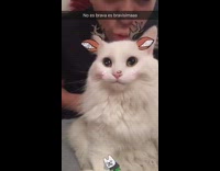 Cat with Snapchat filter swipes claw at owner
