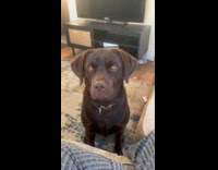 Dog patiently waits for cup of tea