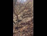 Woodchuck look outside of hole hill branches