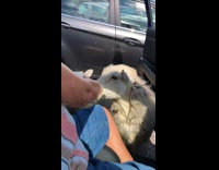 Lady Panics as Sheep Hops on Car