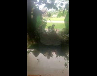 Birds makes a nest on a wreath 