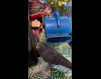 Pigeon on table in front of fan