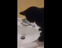 Black cat on sink bite dripping water