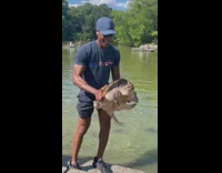 Guy picks up a turtle from the water and shows the crowd watching 
