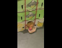 Guy feed chicken inside box through hole subway