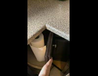 Collab BitchMP - Cat shredding and eating paper towel roll