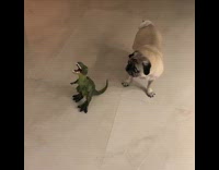Dog Barks at Plastic Dinosaur Toy Display