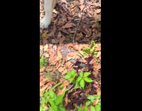 Collab Clips MPUGC - Dog swats things its hooman gives attention to