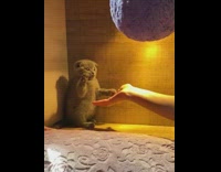 Shorthair kitten puts paw on hand 