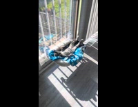 Cat laying in hammock window