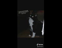 Collab KaleSaladIG - Cat gags at smell of cheese