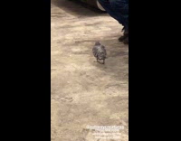 Pigeon ride and roam in subway train