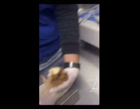 Collab BitchMP - Pregnant guinea pig getting ultrasound 