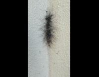 Cluster of daddy long legs scatter around