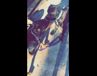 Two large black dogs chain collar 