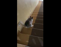 Husky puppy dog climbs down stairs whines