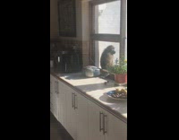 Baboon gets scared of cat 