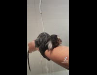 Baby monkey gets bathed 