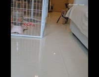 Brown puppy dog blue harness carries leash