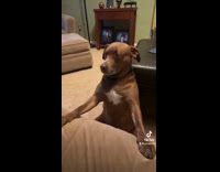 Collab Clips MPUGC - Dog has arms and paws spread on couch
