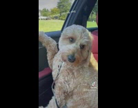 Dog looking out window on car ride is in a mood